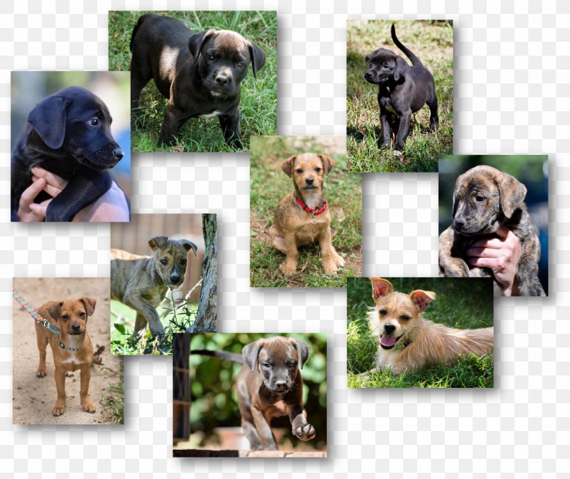 Dog Breed Stepping Stones Canine Rescue Puppy, PNG, 1600x1346px, Dog Breed, Adoption, Animal, Breed, Carnivoran Download Free