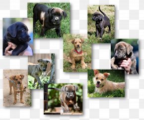 Puppy - Dog Breed Stepping Stones Canine Rescue Puppy PNG