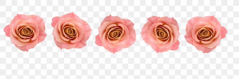 Garden Roses Conspire Pink Cut Flowers, PNG, 3000x1000px, Rose, Conspire, Cut Flowers, Flower, Garden Roses Download Free