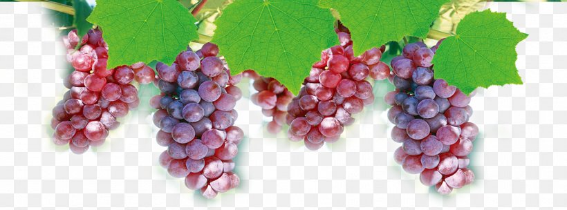 Grape Computer File, PNG, 1768x656px, Grape, Designer, Flowering Plant, Food, Fruit Download Free