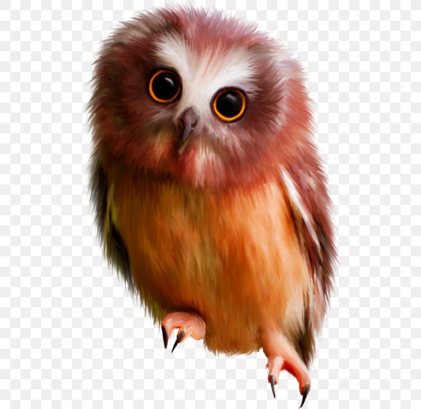 Hiboux & Chouettes Bird Little Owl Clip Art, PNG, 508x798px, Bird, Beak, Bird Of Prey, Eurasian Eagleowl, Eye Download Free