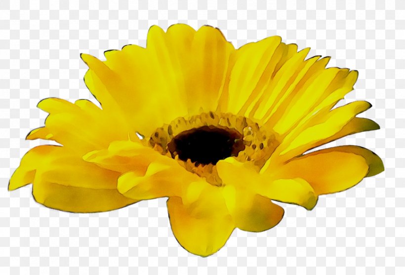 Platte International Transvaal Daisy Chrysanthemum Sunflower Record Label, PNG, 1034x703px, Transvaal Daisy, Annual Plant, Asterales, Barberton Daisy, Calendula Download Free