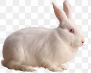 White Rabbit Image - Rabbit Clip Art PNG