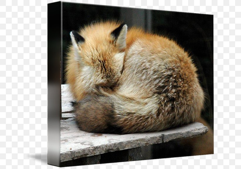 Red Fox Whiskers Fur Fauna Snout, PNG, 650x573px, Red Fox, Carnivoran, Dog Like Mammal, Fauna, Fox Download Free