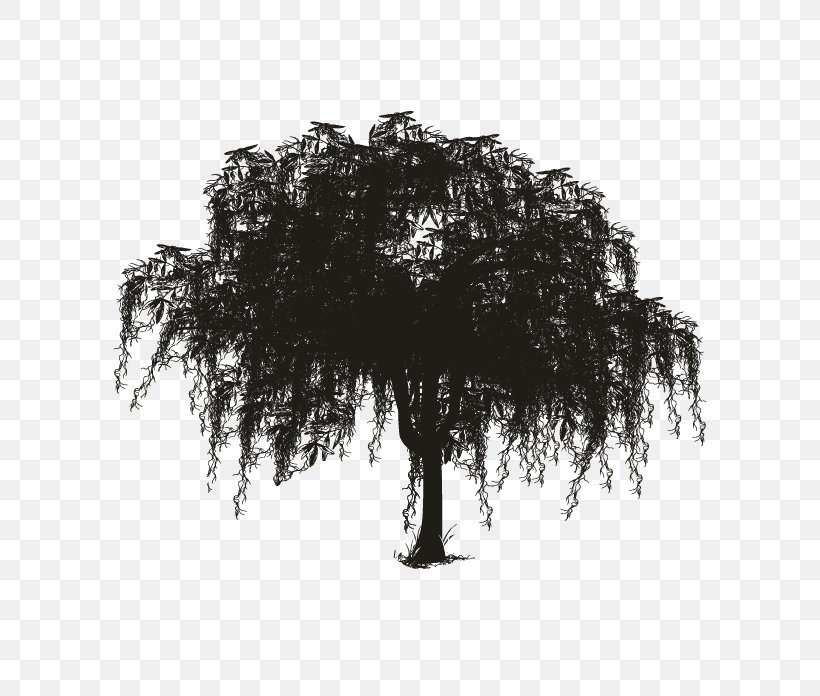 Tree Spanish Moss Woody Plant Silhouette, PNG, 696x696px, Tree, Black And White, Branch, Drawing, Monochrome Download Free