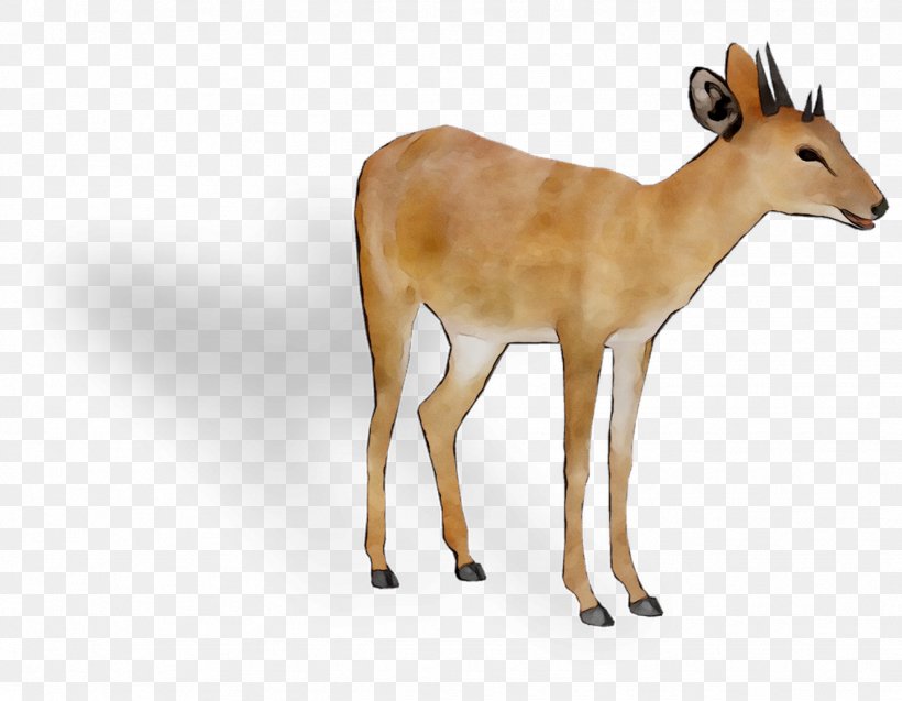 White-tailed Deer Moschus GAZELLE M Fauna, PNG, 1331x1034px, Deer, Animal, Animal Figure, Antelope, Chevrolet Impala Download Free
