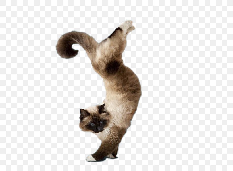 Yoga Cats: The Purrfect Workout Yoga Dogs Kitten, PNG, 600x600px, Cat, Adho Mukha U015bvu0101nu0101sana, Carnivoran, Cat Like Mammal, Cuteness Download Free