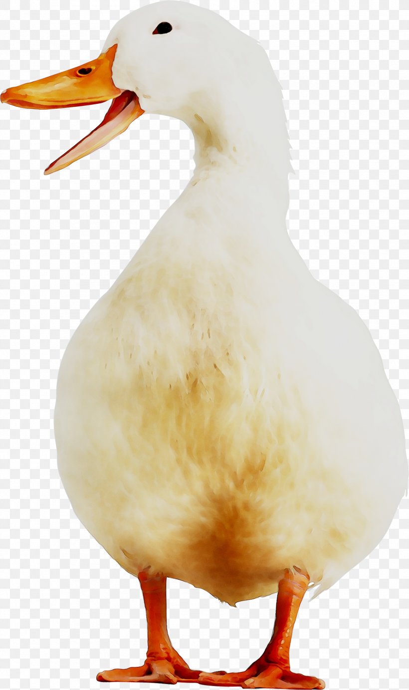 Duck Goose Fauna Feather Beak, PNG, 1778x2999px, Duck, Beak, Bird, Duck Meat, Ducks Geese And Swans Download Free