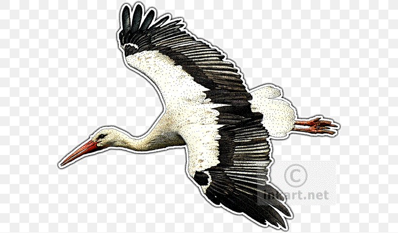 White Stork Vulture Bird Drawing, PNG, 590x481px, White Stork, Accipitriformes, Art, Beak, Bird Download Free