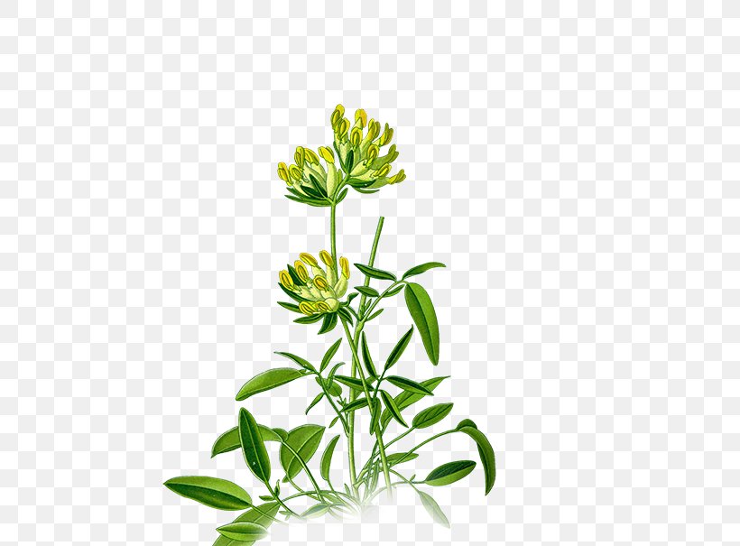 Anthyllis Vulneraria Medicinal Plants Plants For A Future Legumes, PNG, 701x605px, Anthyllis Vulneraria, Centaurium Erythraea, Common Daisy, Cut Flowers, Flora Download Free