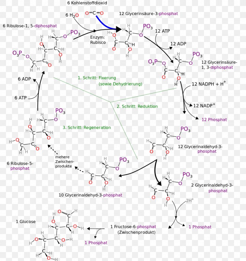 Calvin Cycle Citric Acid Cycle Metabolism Anabolism Photosynthesis, PNG, 965x1024px, 3phosphoglyceric Acid, Calvin Cycle, Anabolism, Area, Biochemistry Download Free