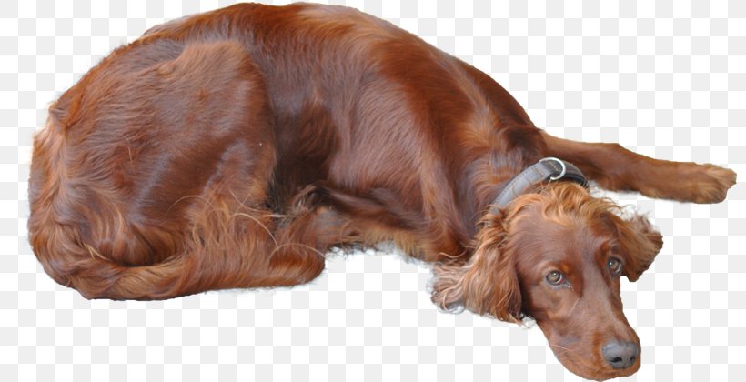 Irish Setter Sussex Spaniel English Setter Irish Red And White Setter Boykin Spaniel, PNG, 800x420px, Irish Setter, Boykin Spaniel, Breed, Carnivoran, Companion Dog Download Free