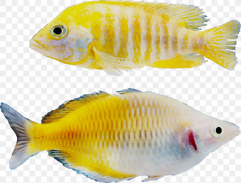 Tilapia Goldfish Freshwater Aquarium Marine Biology Coral Reef Fish, PNG, 2649x2010px, Tilapia, Aquarium, Biology, Bonyfish, Coral Download Free