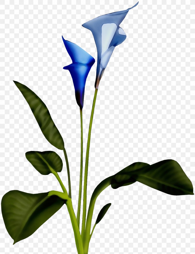 Flower Plant Leaf Gentiana Gentian Family, PNG, 1092x1422px, Watercolor, Anthurium, Flower, Gentian Family, Gentiana Download Free