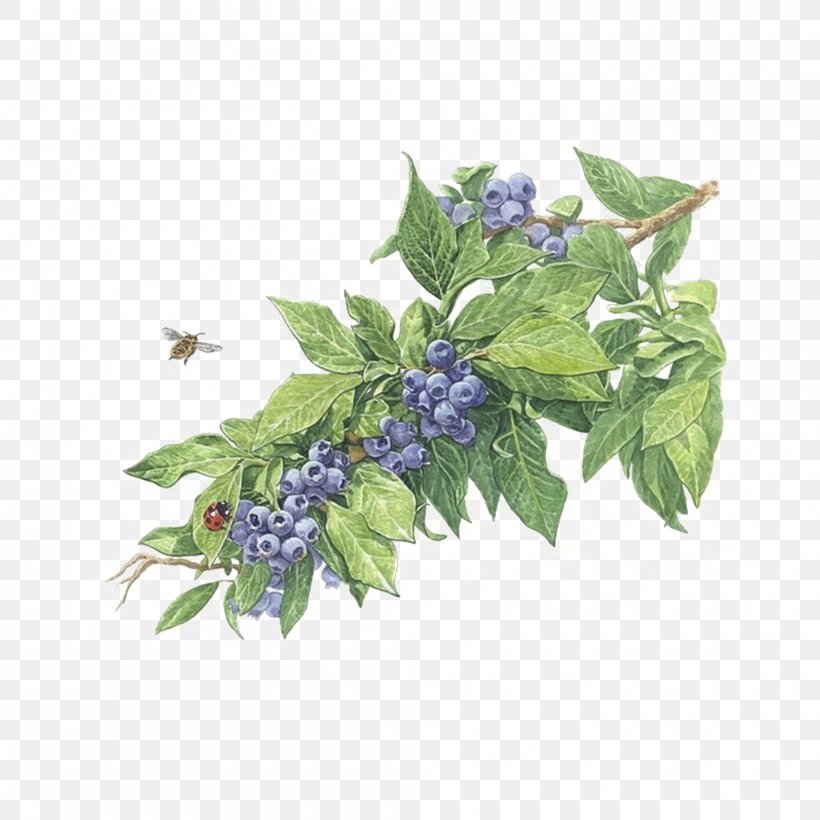 Free Blueberry Color Of Lead Paint To Pull Material, PNG, 2000x2000px, Art, Fruit, Herb, Leaf, Pixel Download Free