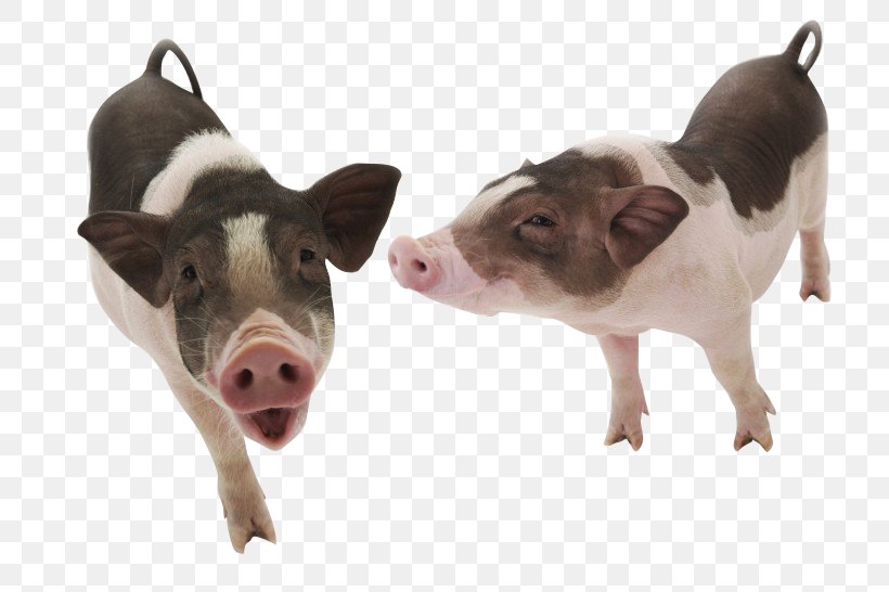 Vietnamese Pot-bellied Pet Docking, PNG, 820x546px, Vietnamese Potbellied, Classical Swine Fever, Docking, Dog Breed, Domestic Pig Download Free