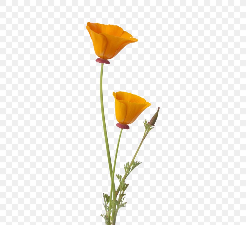 California Poppy Flower Bud, PNG, 500x750px, California, Bud, California Poppy, Common Poppy, Cut Flowers Download Free