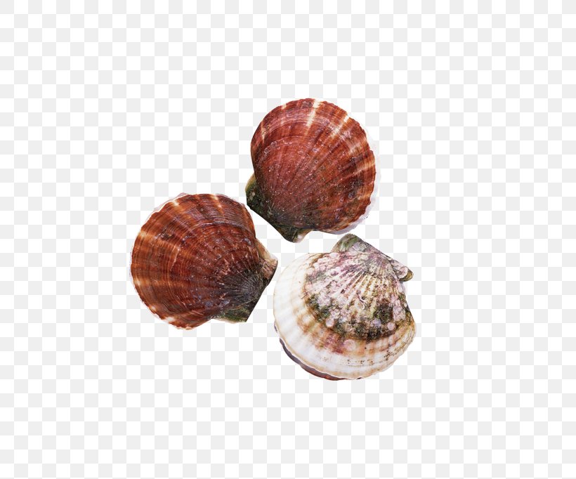 Clam Oyster Sushi Shellfish Patinopecten Yessoensis, PNG, 736x682px, Clam, Animal Source Foods, Clams Oysters Mussels And Scallops, Cockle, Conchology Download Free