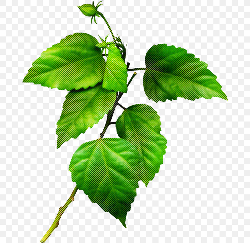 Ivy, PNG, 676x800px, Leaf, Beech, Birch Family, Branch, Canoe Birch Download Free
