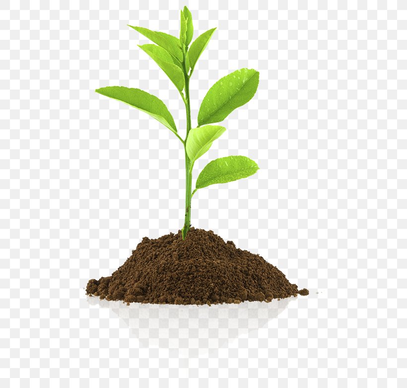Royalty-free Photography Sowing, PNG, 500x780px, Royaltyfree, Fotolia, Germination, Photography, Plant Download Free