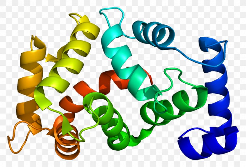 Tetrameric Protein Killer-cell Immunoglobulin-like Receptor KCNIP1 Potassium Channel, PNG, 866x591px, Watercolor, Cartoon, Flower, Frame, Heart Download Free