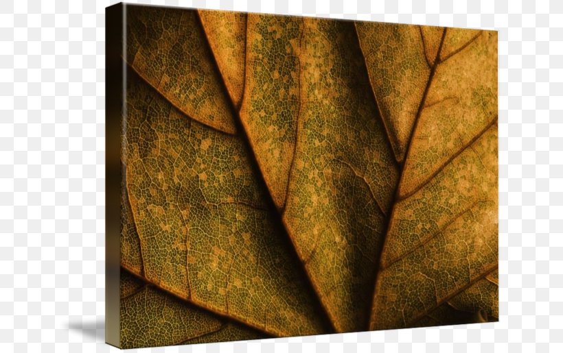 Gallery Wrap Canvas Leaf Art Imagekind, PNG, 650x515px, Gallery Wrap, Art, Canvas, Imagekind, Leaf Download Free