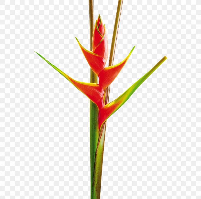 Heliconia Bihai Heliconia Wagneriana Bird Of Paradise Flower Heliconia Vellerigera, PNG, 870x864px, Heliconia Bihai, Bird Of Paradise, Bird Of Paradise Flower, Botany, Cut Flowers Download Free