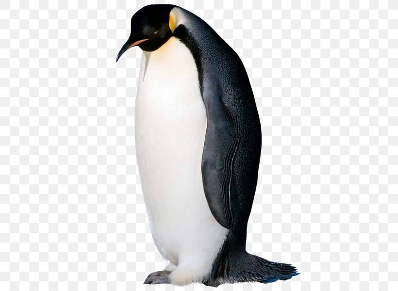King Penguin Seabird Razorbills, PNG, 480x600px, King Penguin, Beak, Bird, Emperor Penguin, Fauna Download Free