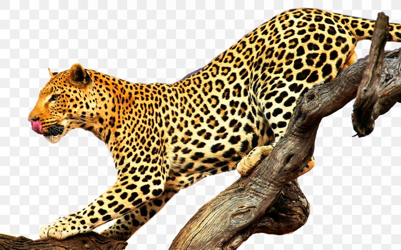 Leopard Jaguar Lion Felidae Cougar, PNG, 1680x1050px, Leopard, Animal, Bengal Tiger, Big Cat, Big Cats Download Free