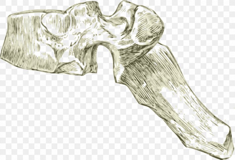 Bone Vertebral Column Thoracic Vertebrae Dorsum Lumbar Vertebrae, PNG, 2400x1634px, Watercolor, Cartoon, Flower, Frame, Heart Download Free