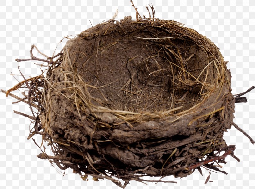 Edible Birds Nest Egg, PNG, 1650x1228px, Bird, Bird Nest, Drawing, Edible Birds Nest, Egg Download Free