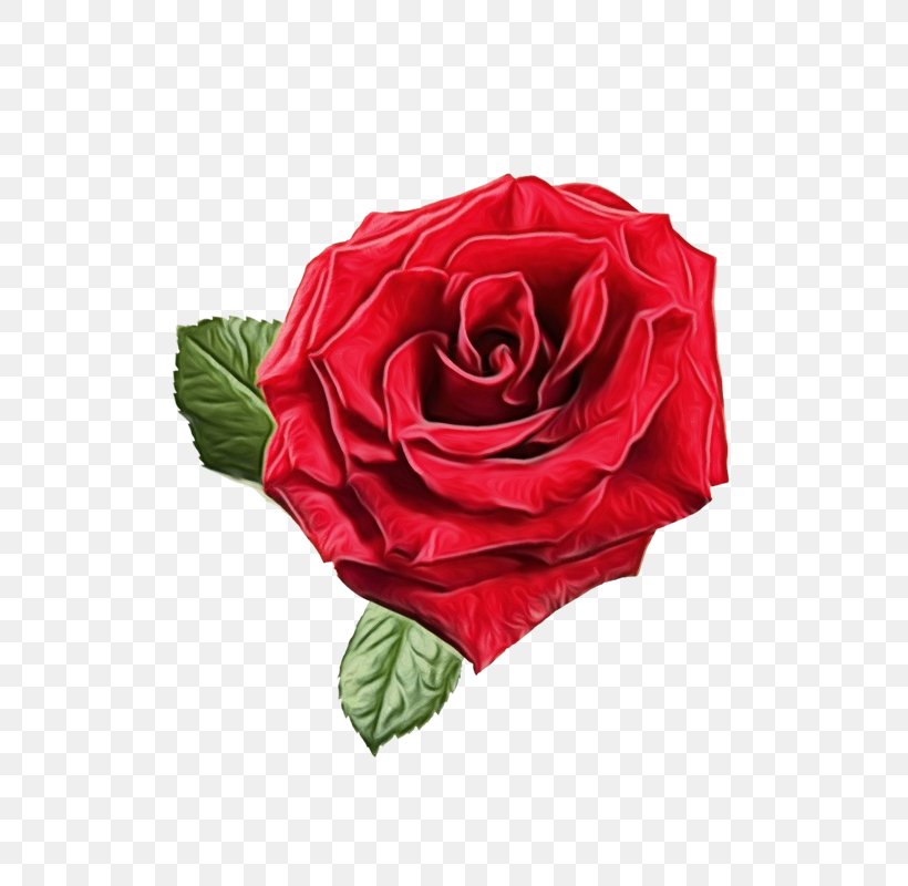 Garden Roses Cabbage Rose Floribunda Cut Flowers Petal, PNG, 533x800px, Garden Roses, Artificial Flower, Cabbage Rose, Camellia, China Rose Download Free
