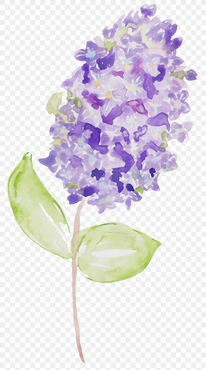 Lavender, PNG, 1024x1835px, Watercolor, Cut Flowers, Dendrobium, Flower, Hydrangea Download Free