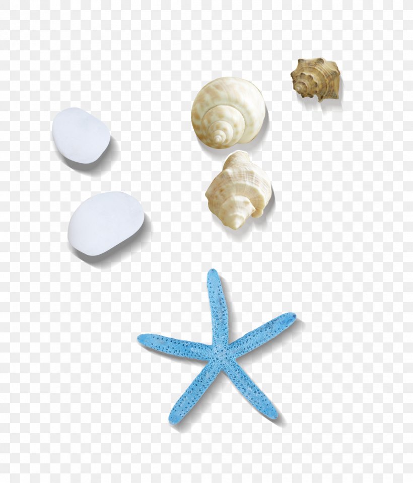 Sea Snail Seashell, PNG, 1084x1268px, Sea Snail, Designer, Sea, Seashell, Snail Download Free