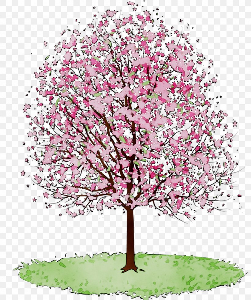 Cherry Blossom Clip Art Tree Cherries, PNG, 1089x1299px, Blossom, Apple, Botany, Branch, Cherries Download Free