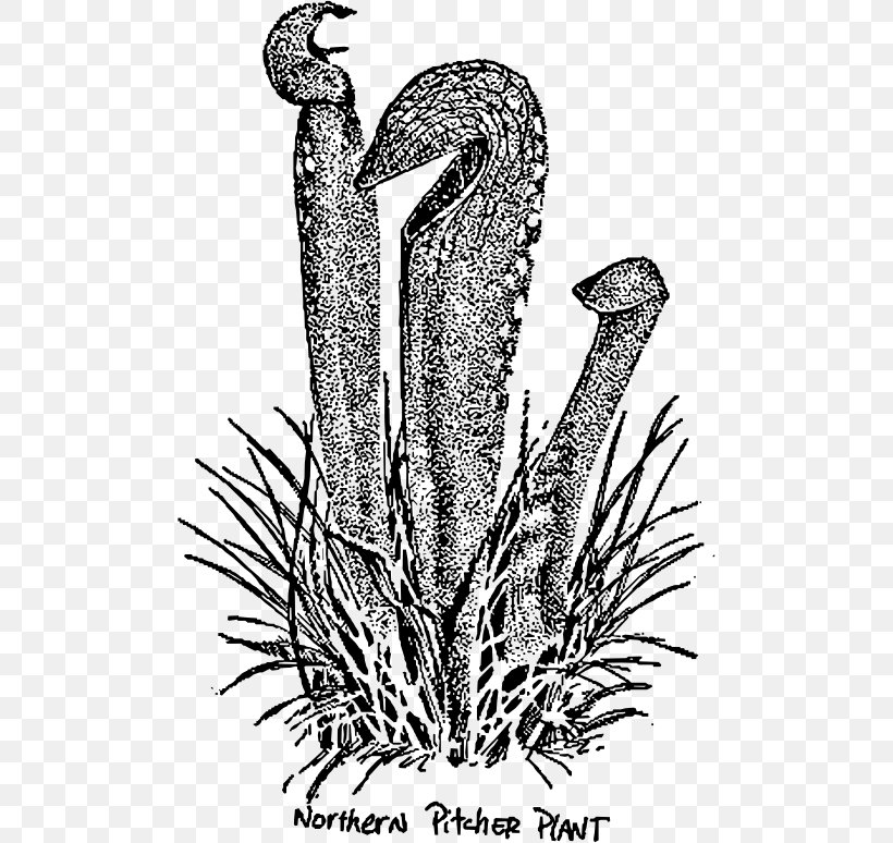 Drawing Purple Pitcher Plant Line Art, PNG, 494x774px, Drawing, Black And White, California Pitcher Plant, Carnivorous Plant, Flora Download Free