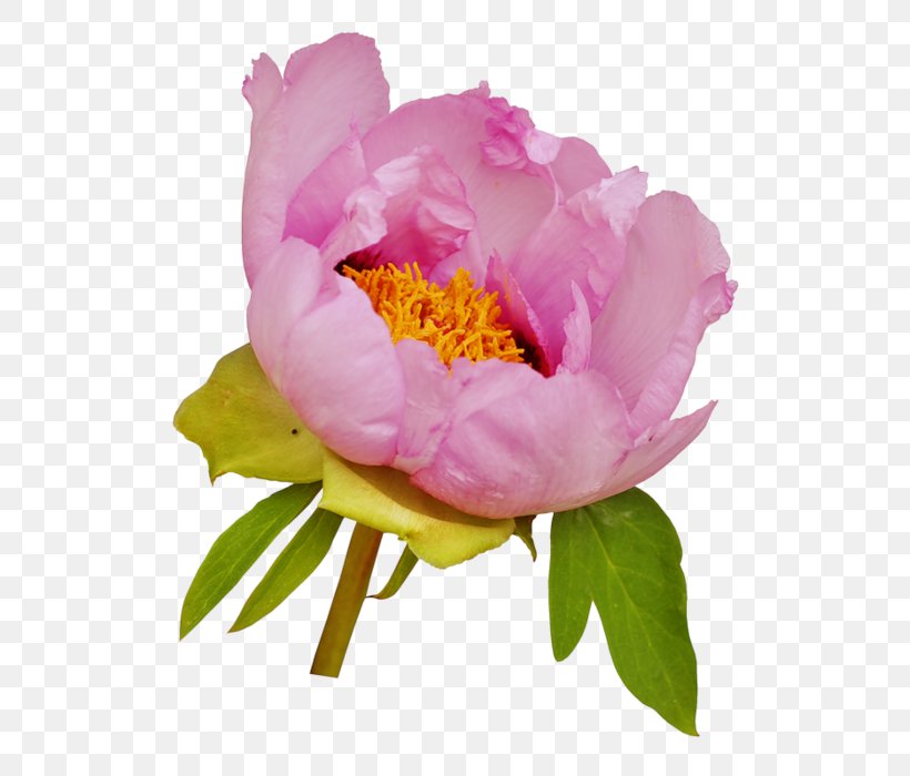 Moutan Peony Clip Art Pink Flowers, PNG, 567x700px, Moutan Peony, Annual Plant, China Rose, Cut Flowers, Floristry Download Free