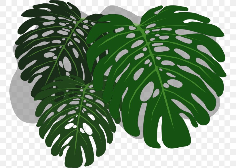Philodendron Swiss Cheese Plant Clip Art, PNG, 756x586px, Philodendron, Copyright, Drawing, Flowering Plant, Leaf Download Free