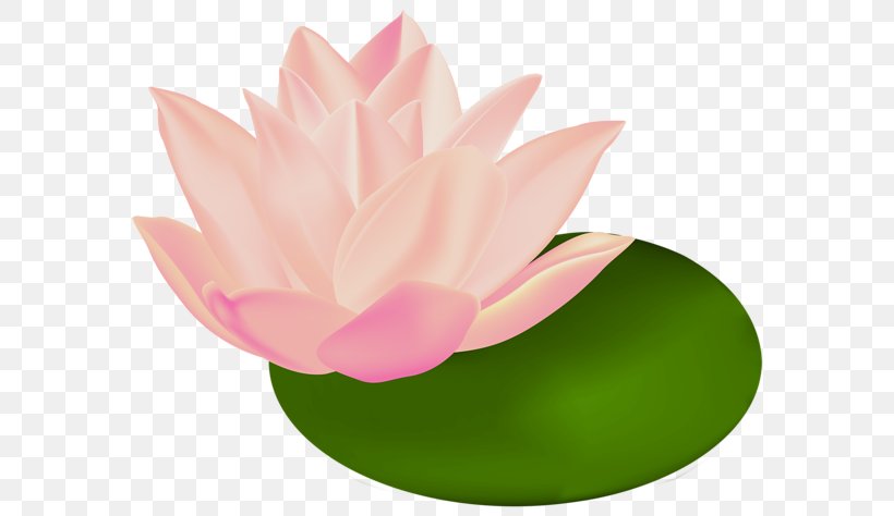 Sacred Lotus White Water-Lily Clip Art Egyptian Lotus, PNG, 600x474px, Sacred Lotus, Aquatic Plant, Egyptian Lotus, Flower, Flowering Plant Download Free