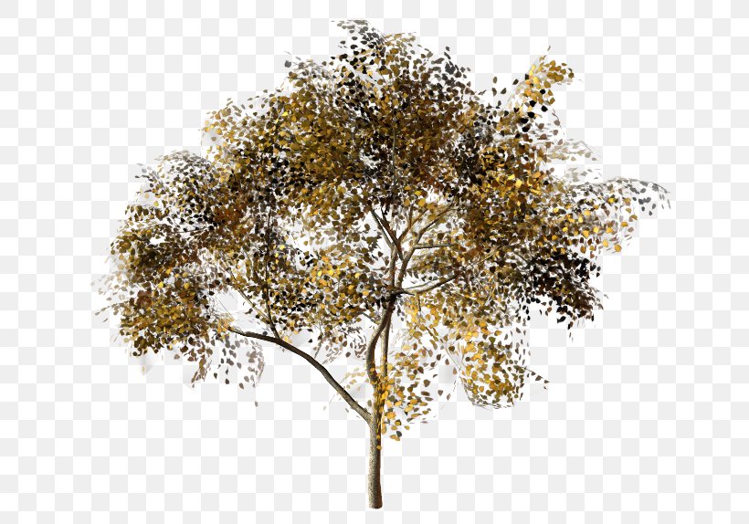 Twig Plane Trees Olive Maple, PNG, 650x574px, Twig, Amelanchier Lamarckii, Branch, Bucida, Bucida Buceras Download Free