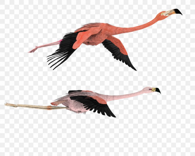 Bird Flamingo Clip Art, PNG, 900x720px, 3d Computer Graphics, Bird, Animal Migration, Beak, Bird Migration Download Free