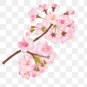 Hanami Cherry Blossom 花吹雪 いらすとや Png 660x576px Hanami Autumn Leaf Color Carnivoran Cherry Blossom Evenement Download Free