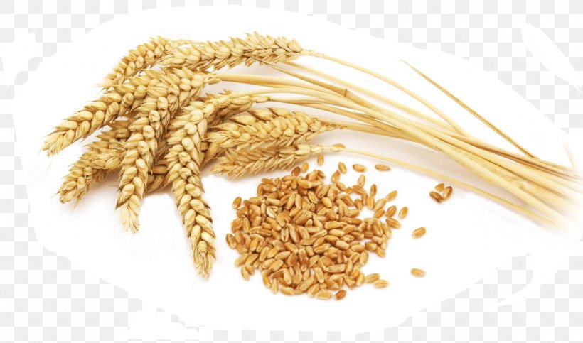 Organic Food Cereal Whole Grain Durum Wheat Flour, PNG, 1280x755px, Organic Food, Ancient Grains, Barley, Cereal, Cereal Germ Download Free