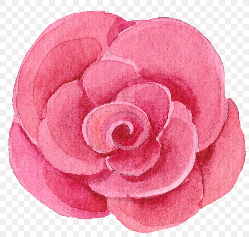 Clip Art, PNG, 799x779px, Flower, Camellia, Cut Flowers, Floral Design, Garden Roses Download Free