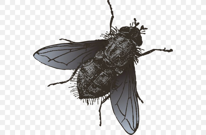 Insect Fly Illustration, PNG, 558x540px, Insect, Arthropod, Black And White, Fly, Illustrator Download Free