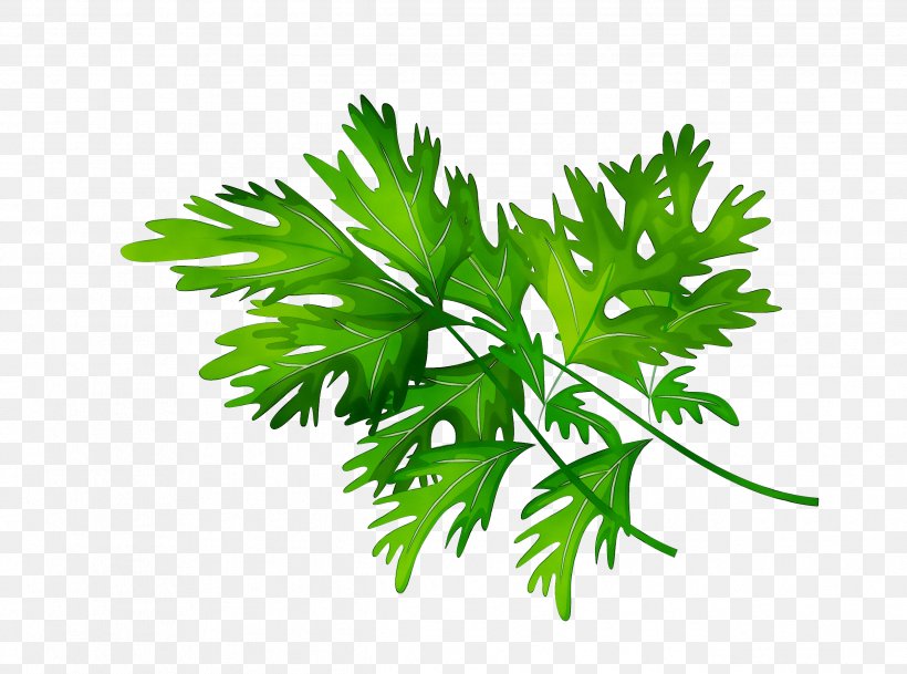 Parsley Plant Stem Herbalism Leaf Branching, PNG, 2533x1882px, Parsley, Branching, Flower, Flowering Plant, Grass Download Free