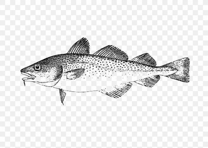Sardine Cod Oily Fish Seafood, PNG, 1000x714px, Sardine, Atlantic Cod, Barramundi, Chum Salmon, Cod Download Free