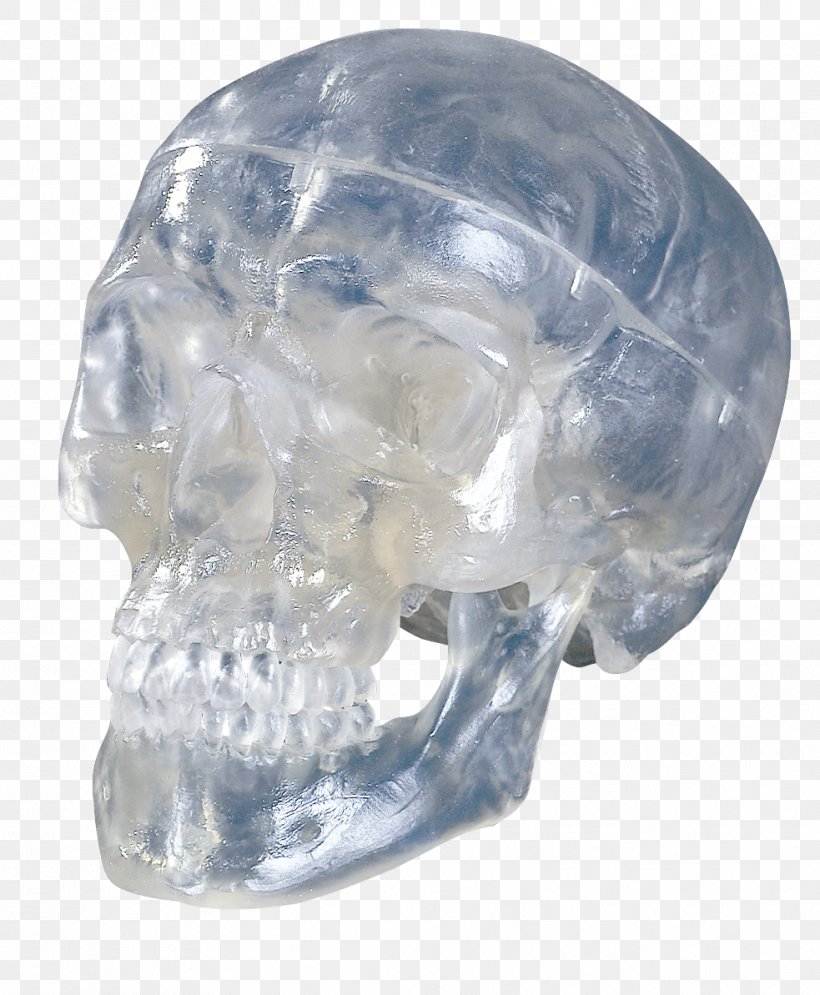 Skull Anatomy Skeleton Hyoid Bone Homo Sapiens, PNG, 983x1193px, Skull, Anatomy, Arm, Bone, Brain Download Free
