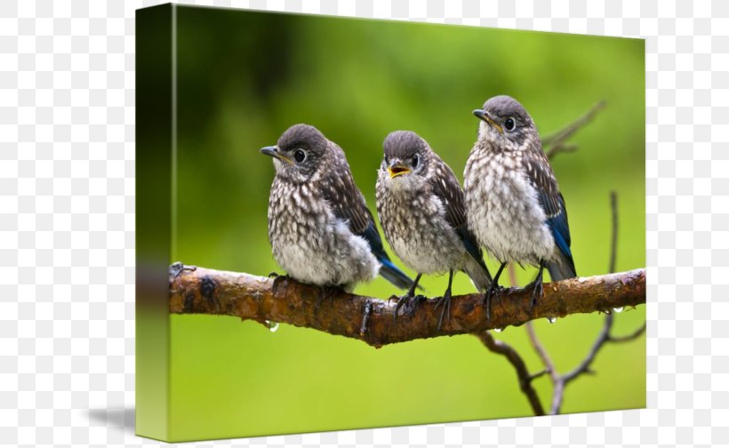 House Sparrow American Sparrows Imagekind Finches, PNG, 650x504px, House Sparrow, American Sparrows, Art, Beak, Bird Download Free