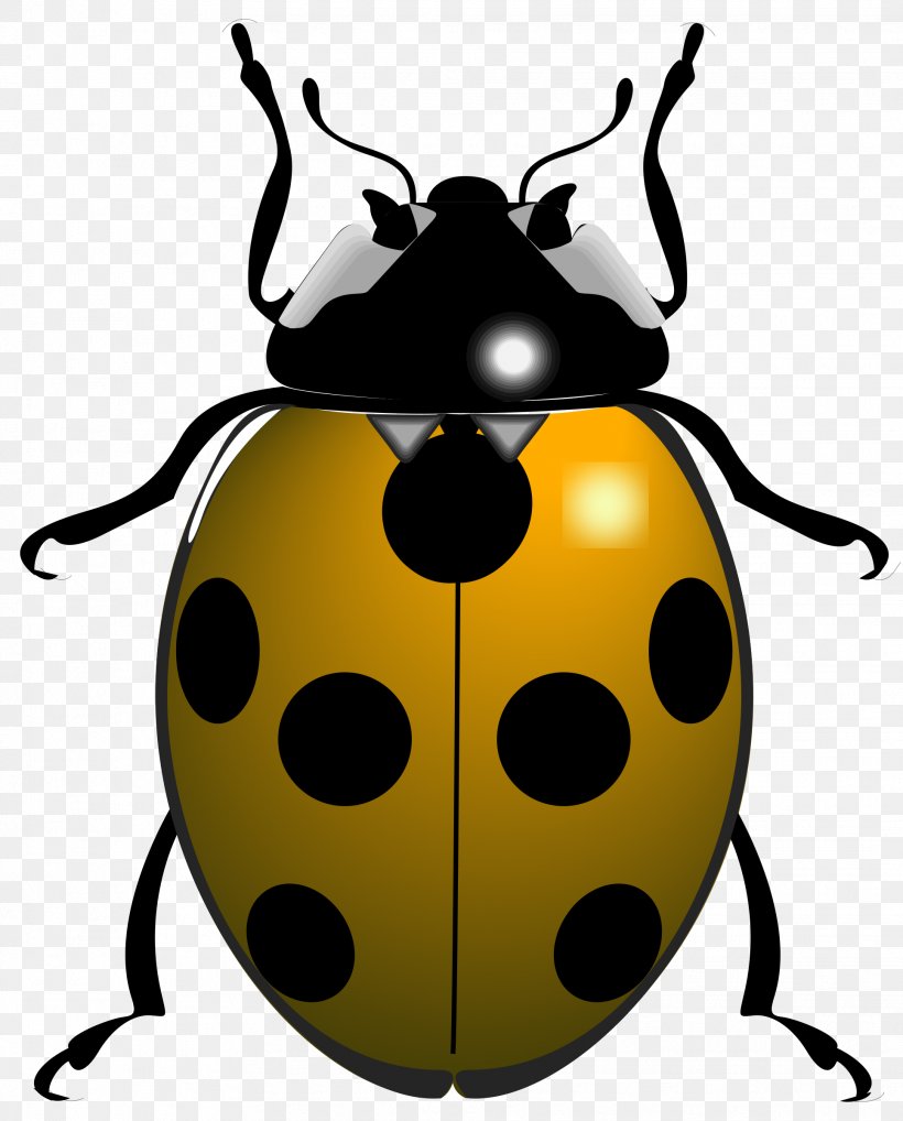 Ladybird Beetle Scolopendra Gigantea Clip Art, PNG, 1932x2400px, Beetle, Animal, Arthropod, Beetles And Other Insects, Centipedes Download Free